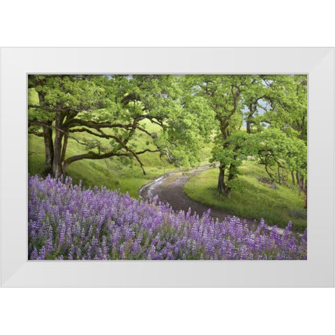 CA, Redwoods Road winds past flowers and trees White Modern Wood Framed Art Print by Paulson, Don