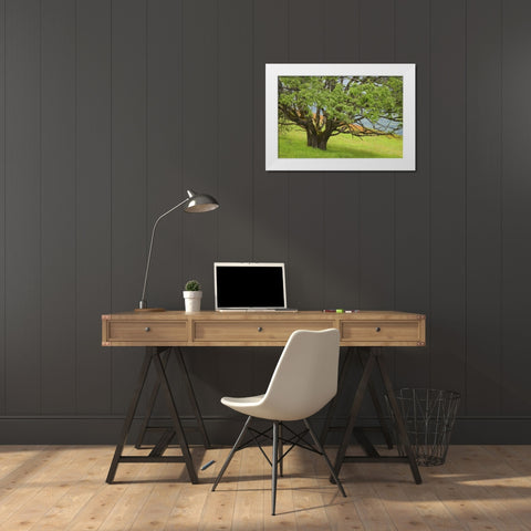 California, Redwood NP Oak tree in alpine meadow White Modern Wood Framed Art Print by Paulson, Don
