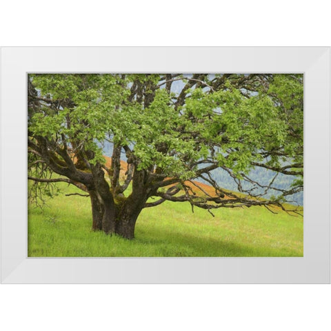 California, Redwood NP Oak tree in alpine meadow White Modern Wood Framed Art Print by Paulson, Don