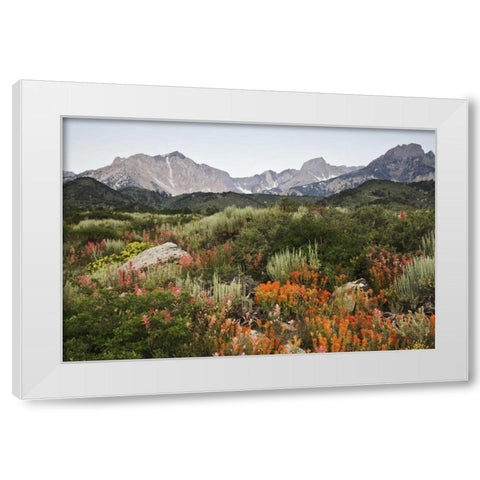 CA, flowers bloom in the Sierra Nevada mountains White Modern Wood Framed Art Print by Flaherty, Dennis