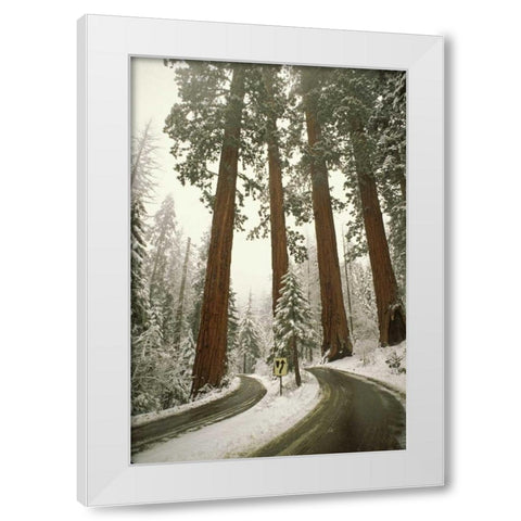 CA, Sequoia NP Spring snowfall at park entrance White Modern Wood Framed Art Print by Grall, Don
