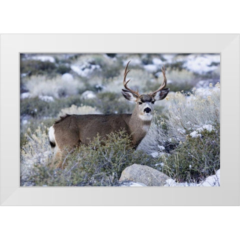 CA, Sierra Mountains Mule deer buck with antlers White Modern Wood Framed Art Print by Flaherty, Dennis