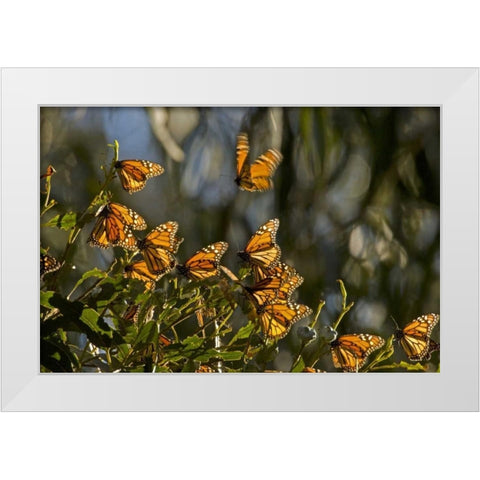 CA, San Luis Obispo Co, Monarch butterflies White Modern Wood Framed Art Print by Illg, Cathy and Gordon