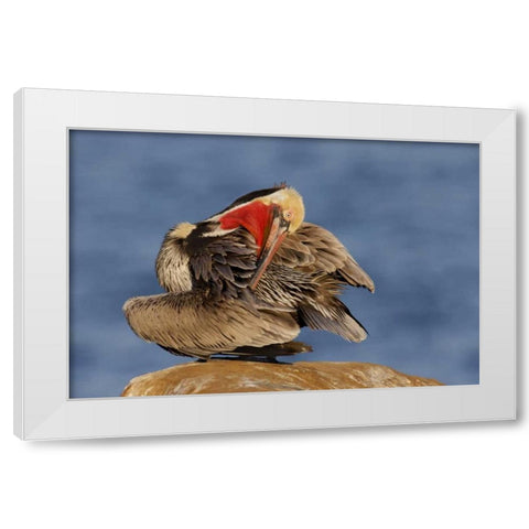 CA, La Jolla Pelican preens its feathers  White Modern Wood Framed Art Print by Morris, Arthur