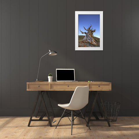 CA, White Mts Ancient bristlecone pine tree White Modern Wood Framed Art Print by Flaherty, Dennis