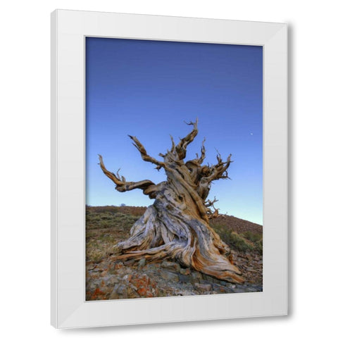 CA, White Mts Ancient bristlecone pine tree White Modern Wood Framed Art Print by Flaherty, Dennis