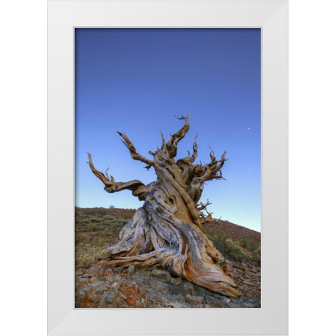 CA, White Mts Ancient bristlecone pine tree White Modern Wood Framed Art Print by Flaherty, Dennis