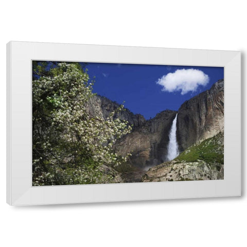 CA, Yosemite Apple tree and Upper Yosemite Falls White Modern Wood Framed Art Print by Flaherty, Dennis