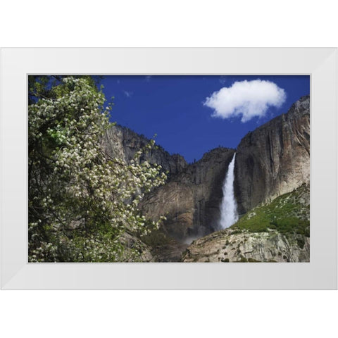 CA, Yosemite Apple tree and Upper Yosemite Falls White Modern Wood Framed Art Print by Flaherty, Dennis