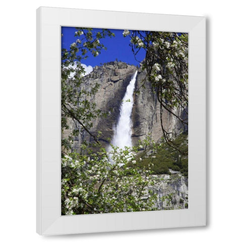 CA, Yosemite Apple tree and Upper Yosemite Falls White Modern Wood Framed Art Print by Flaherty, Dennis