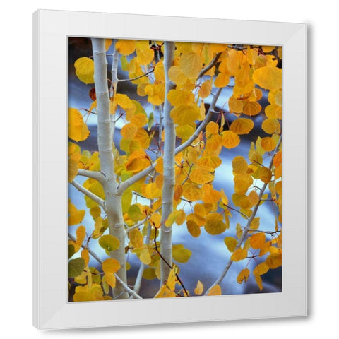 CA, Bishop Autumn leaves on aspen tree White Modern Wood Framed Art Print by Flaherty, Dennis