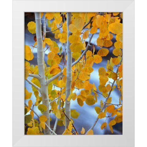 CA, Bishop Autumn leaves on aspen tree White Modern Wood Framed Art Print by Flaherty, Dennis