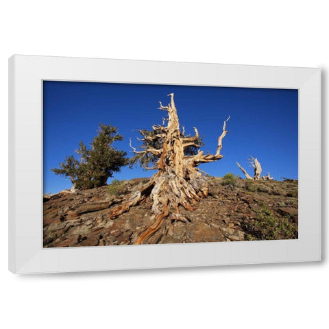 CA, White Mts Weathered tree in the Pine Forest White Modern Wood Framed Art Print by Flaherty, Dennis