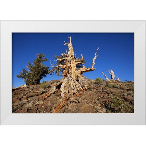 CA, White Mts Weathered tree in the Pine Forest White Modern Wood Framed Art Print by Flaherty, Dennis