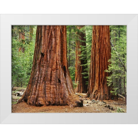 California, Yosemite NP Sequoia trees in forest White Modern Wood Framed Art Print by Flaherty, Dennis