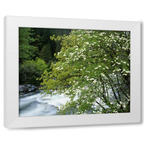 CA, Yosemite Flowering dogwood along the River White Modern Wood Framed Art Print by Flaherty, Dennis