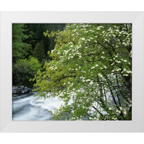 CA, Yosemite Flowering dogwood along the River White Modern Wood Framed Art Print by Flaherty, Dennis