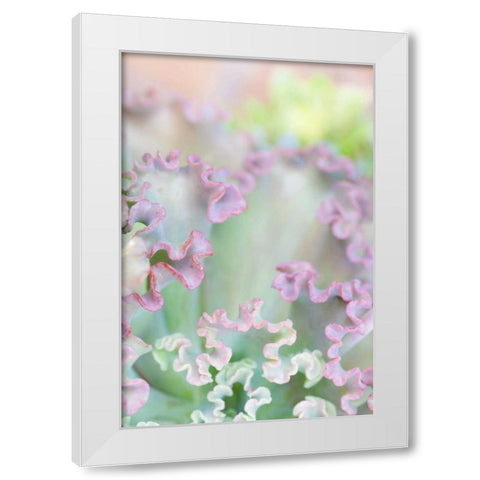 California, San Diego Abstract of succulent White Modern Wood Framed Art Print by Paulson, Don