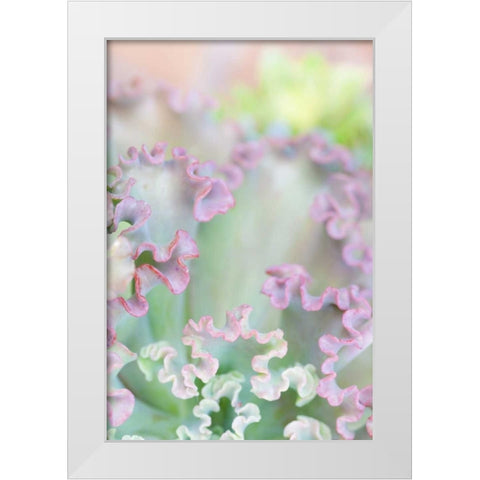 California, San Diego Abstract of succulent White Modern Wood Framed Art Print by Paulson, Don
