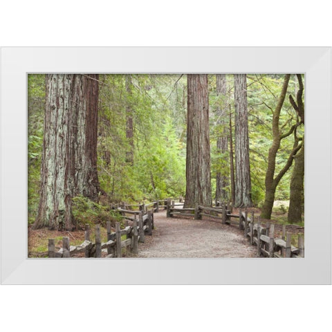 CA, Big Basin Redwoods SP, Trail through redwoods White Modern Wood Framed Art Print by Paulson, Don