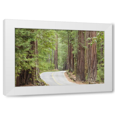 CA, Road through redwoods in Big Basin Redwoods White Modern Wood Framed Art Print by Paulson, Don