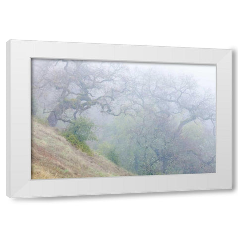 California, Henry W Coe SP Morning fog in park White Modern Wood Framed Art Print by Paulson, Don
