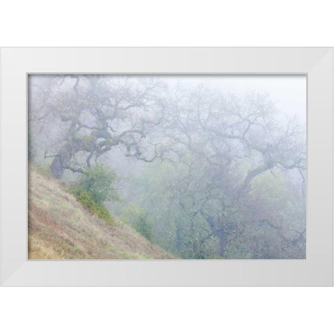California, Henry W Coe SP Morning fog in park White Modern Wood Framed Art Print by Paulson, Don