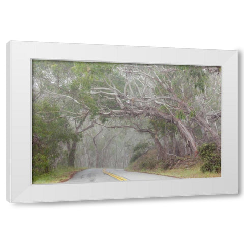California Tree-lined road to Montana de Oro SP White Modern Wood Framed Art Print by Paulson, Don