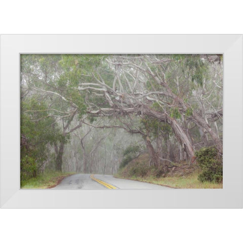 California Tree-lined road to Montana de Oro SP White Modern Wood Framed Art Print by Paulson, Don