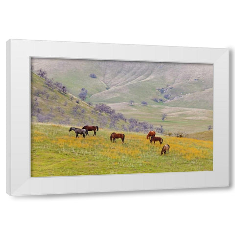 USA, California, Caliente Horses in meadow White Modern Wood Framed Art Print by Paulson, Don