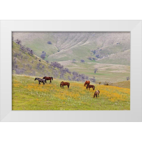 USA, California, Caliente Horses in meadow White Modern Wood Framed Art Print by Paulson, Don