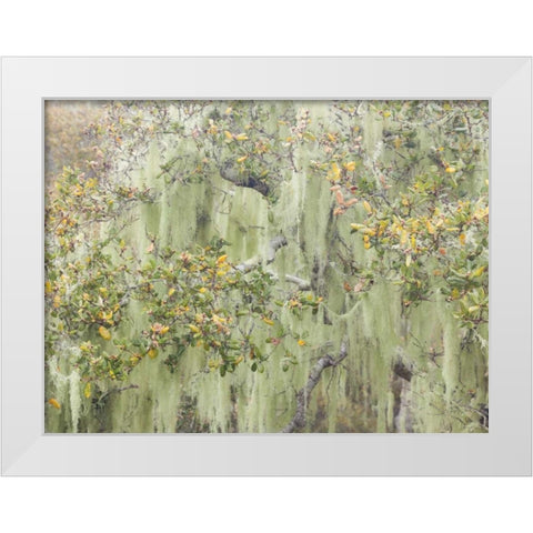 CA, Los Osos Oaks State Reserve Lichens on oak White Modern Wood Framed Art Print by Paulson, Don