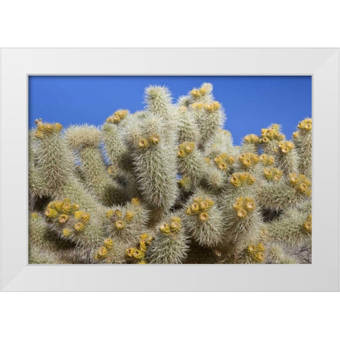 California, Joshua Tree NP Cholla cactus White Modern Wood Framed Art Print by Paulson, Don