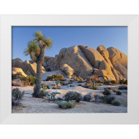 CA, Joshua Tree NP Joshua tree and boulders White Modern Wood Framed Art Print by Paulson, Don