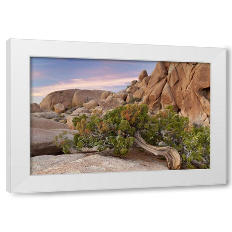 California, Joshua Tree NP Wind-blown juniper White Modern Wood Framed Art Print by Paulson, Don