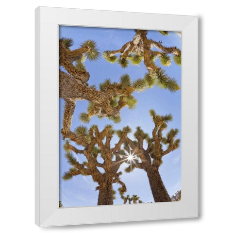 CA, Joshua Tree NP Sunburst through Joshua trees White Modern Wood Framed Art Print by Paulson, Don