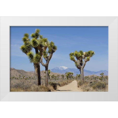 CA, Joshua Tree NP Joshua trees and mountains White Modern Wood Framed Art Print by Paulson, Don