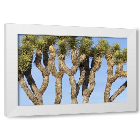 CA, Joshua Tree NP Joshua trees against the sky White Modern Wood Framed Art Print by Paulson, Don