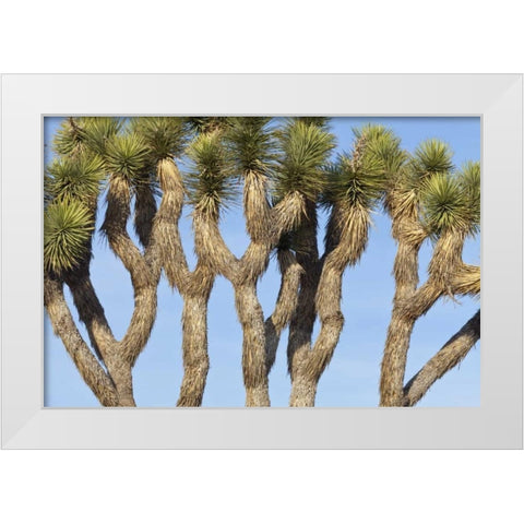 CA, Joshua Tree NP Joshua trees against the sky White Modern Wood Framed Art Print by Paulson, Don