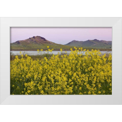 CA, Porterville Spring scenic with Lake Success White Modern Wood Framed Art Print by Paulson, Don