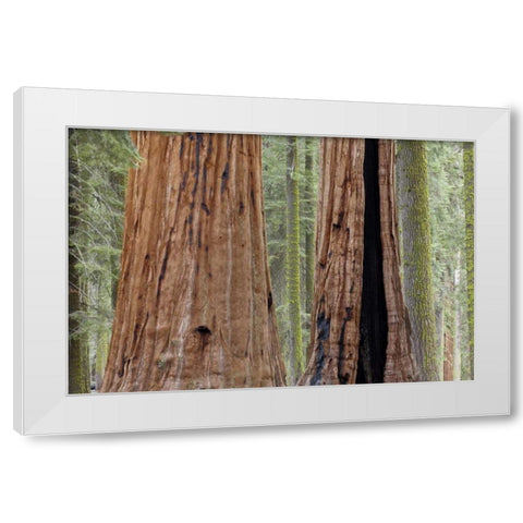 CA, Sequoia NP Giant sequoia trees in forest White Modern Wood Framed Art Print by Paulson, Don