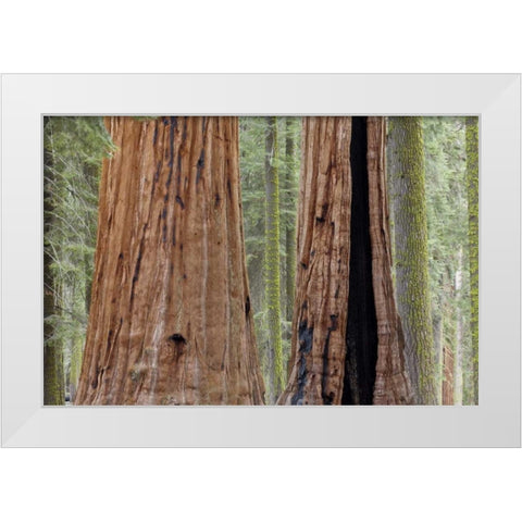 CA, Sequoia NP Giant sequoia trees in forest White Modern Wood Framed Art Print by Paulson, Don