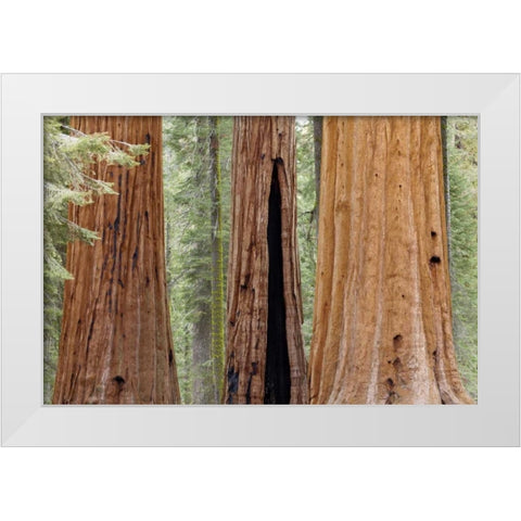 CA, Sequoia NP Trunks of giant sequoia trees White Modern Wood Framed Art Print by Paulson, Don