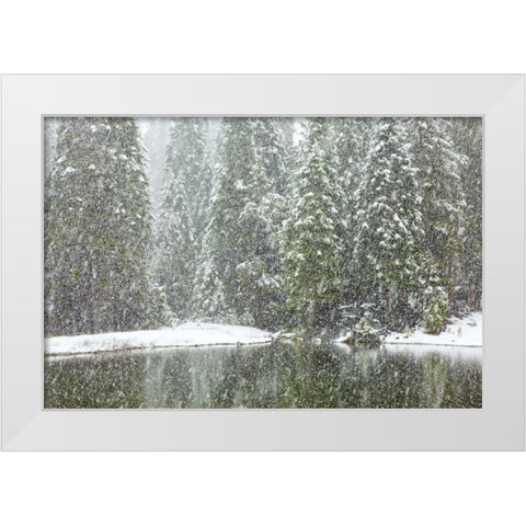 CA, Oakhurst Fir trees reflect in pond in winter White Modern Wood Framed Art Print by Paulson, Don