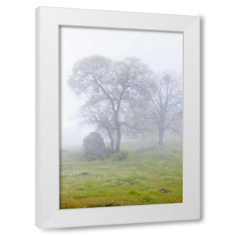 California, Bullion Mountain Oak trees in fog White Modern Wood Framed Art Print by Paulson, Don