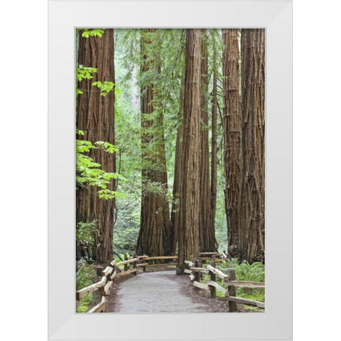 California Trail through Muir Woods NM in spring White Modern Wood Framed Art Print by Paulson, Don