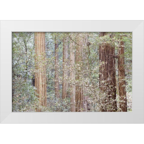 California Tres in Muir Woods NM in springtime White Modern Wood Framed Art Print by Paulson, Don