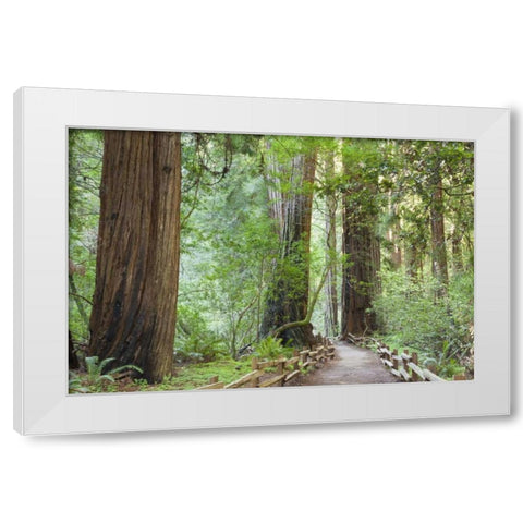 California Trail through Muir Woods NM in spring White Modern Wood Framed Art Print by Paulson, Don