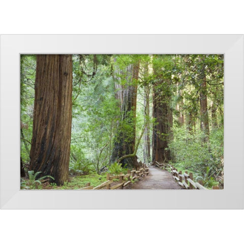 California Trail through Muir Woods NM in spring White Modern Wood Framed Art Print by Paulson, Don