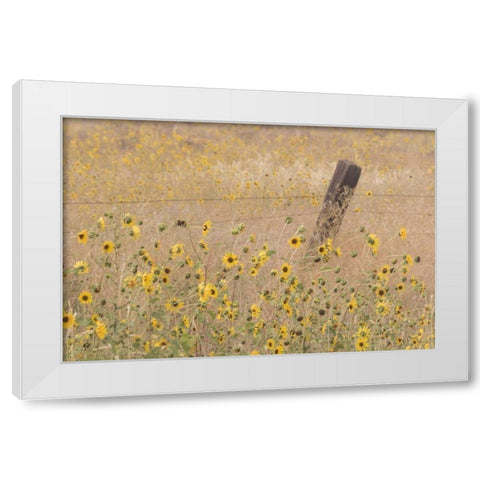 CA, Adin Barbed fence in field of sunflowers White Modern Wood Framed Art Print by Paulson, Don